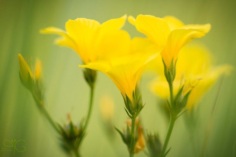 лён, жёлтый, белогорье, красная, книга, linum, flavum, belogorie Жёлтый лёнphoto preview