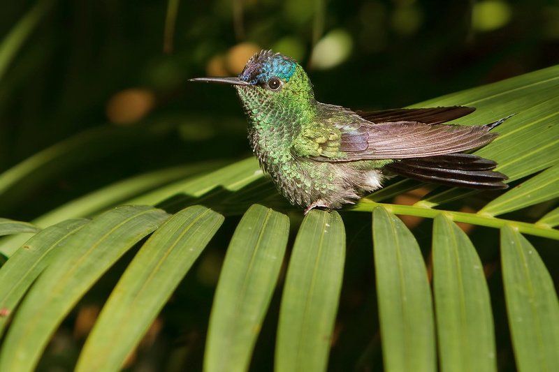 колибри, фиалкошапочная лесная нимфа, птицы, бразилия, лиловоголовая талурания, thalurania glaucopis Солнечные ванныphoto preview