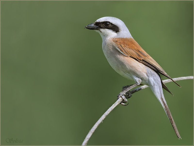 птицы, природа, жулан, сорокопут-жулан, обыкновенный жулан, lanius collurio Семейство жулановphoto preview