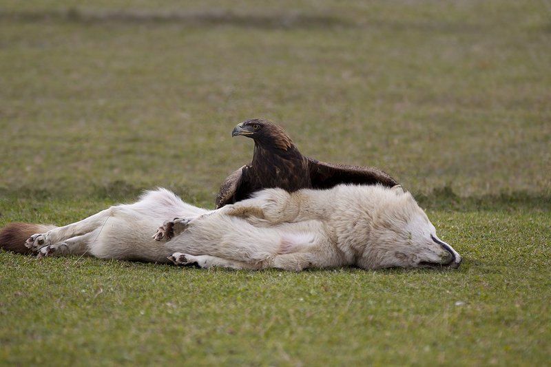 беркут, волк, охота Перехват серого разбойника.photo preview