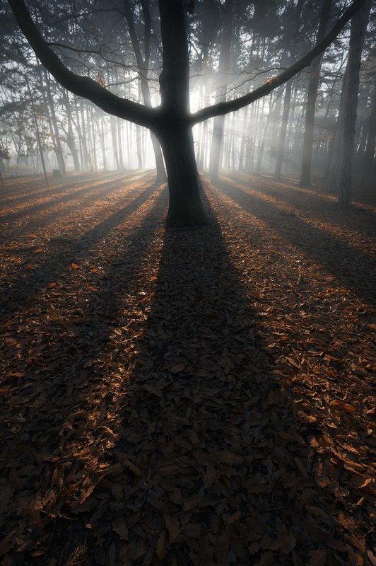 landscape, nature, mood, light, morning, fog, mist, asbtract, autumn Salvation фото превью