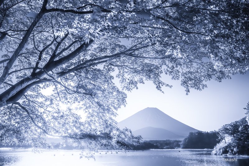 Fuji,Japan,mountain,lake,water,sun,sunshine,sunrise,maple,light Autumn leaves full of lightphoto preview