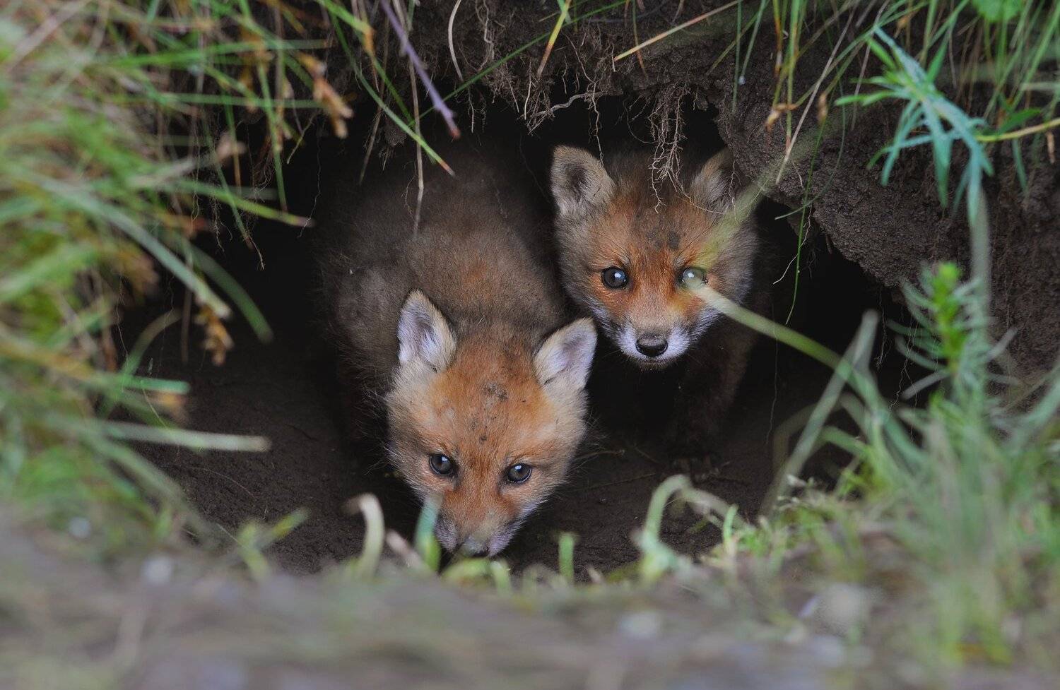 , Макеев Алексей