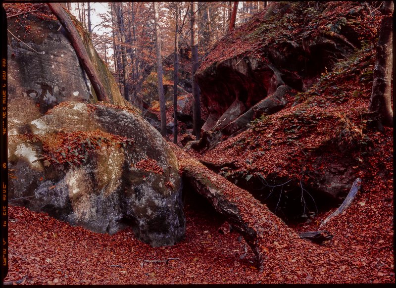 autumn, carpathian, colorful, countryside, fall, field, foliage, forest, hill, house, land, landscape, meadow, morning, mountain, mountains, nature, outdoor, pasture, picturesque, red, rural, scenery, season, tranquil, travel, tree, view, wood, yellow Autumn foliage trees in the mountains. forest in the Carpathian mountains Fuji Velvia filmphoto preview