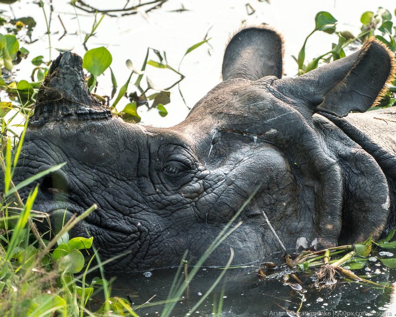 rhino, rhinoceros, asian, indian, national, park, india, horned, wildlife, wild, chitwan, one, nepal, safari, nature, horn, animal, big, large, mammal, animals, huge, black, grass, wilderness, dangerous, danger, asia, strong, conservation, reserve, jungle Indian rhinoceros Rhinoceros unicornis, also called greater one-horned rhinoceros or great Indian rhino with cub in a swamp. Wildlife photography in Asiaphoto preview