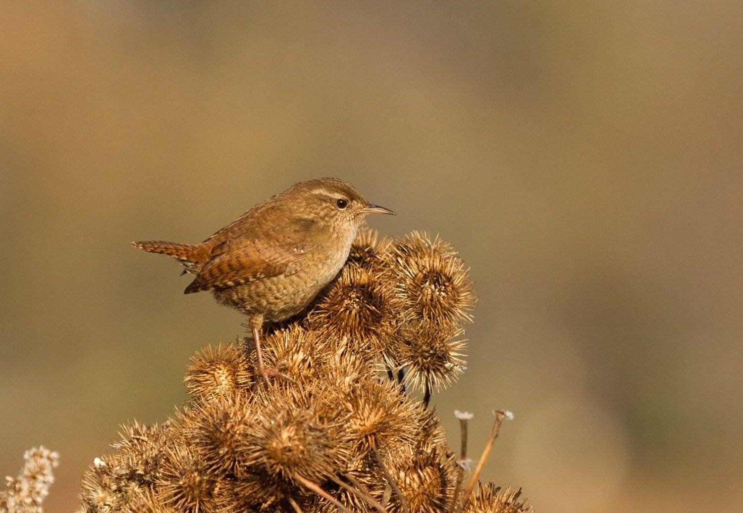 , Janina J?drzejewska-Szombara