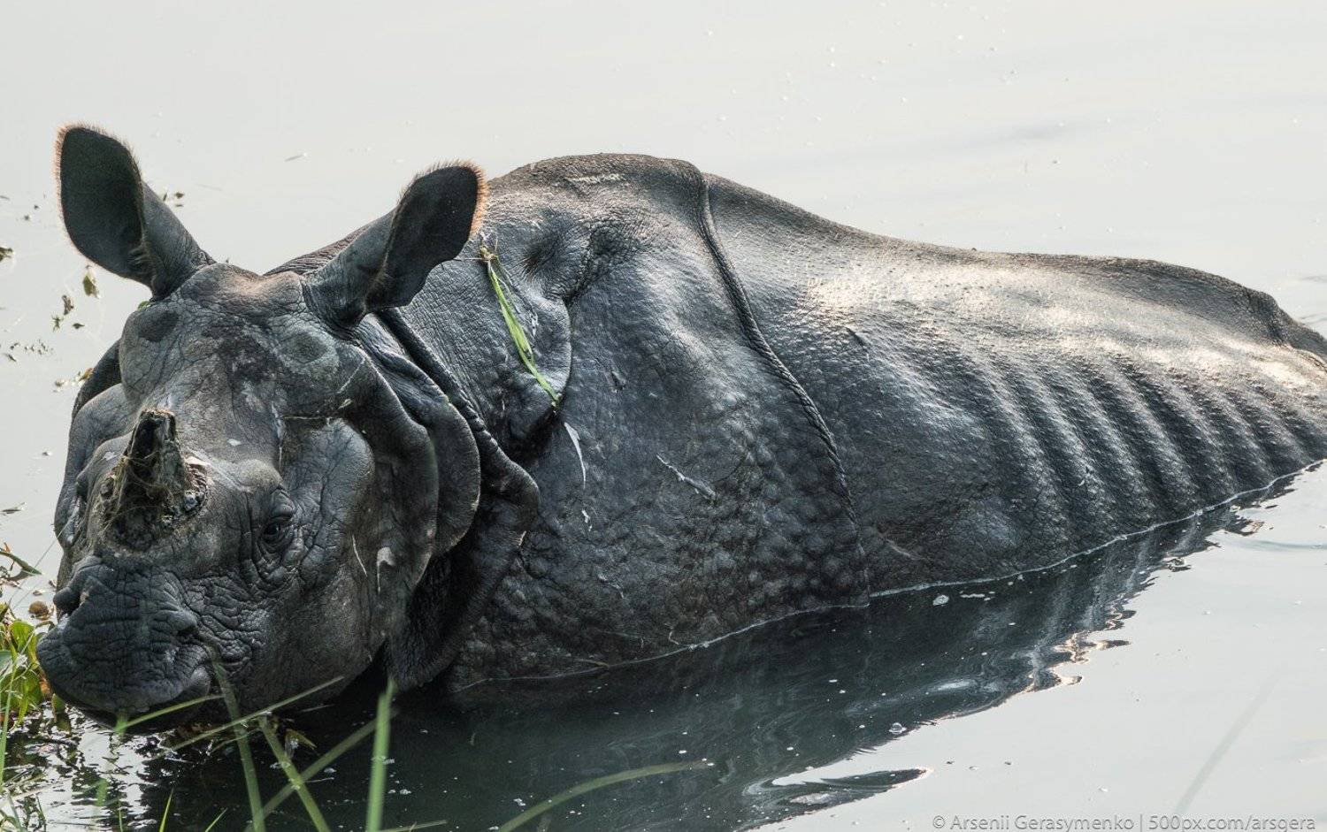 Indian rhinoceros Rhinoceros unicornis, also called greater one-horned rhinoceros or great Indian rhino with cub in a swamp. Wildlife photography in Asia. Автор: Арсений Герасименко rhino, rhinoceros, asian, indian, national, park, india, horned, wildlife, wild, chitwan, one, nepal, safari, nature, horn, animal, big, large, mammal, animals, huge, black, grass, wilderness, dangerous, danger, asia, strong, conservation, reserve, jungle, Арсений Герасименко