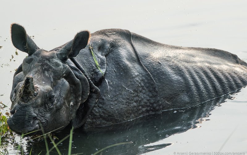 rhino, rhinoceros, asian, indian, national, park, india, horned, wildlife, wild, chitwan, one, nepal, safari, nature, horn, animal, big, large, mammal, animals, huge, black, grass, wilderness, dangerous, danger, asia, strong, conservation, reserve, jungle Indian rhinoceros Rhinoceros unicornis, also called greater one-horned rhinoceros or great Indian rhino with cub in a swamp. Wildlife photography in Asiaphoto preview