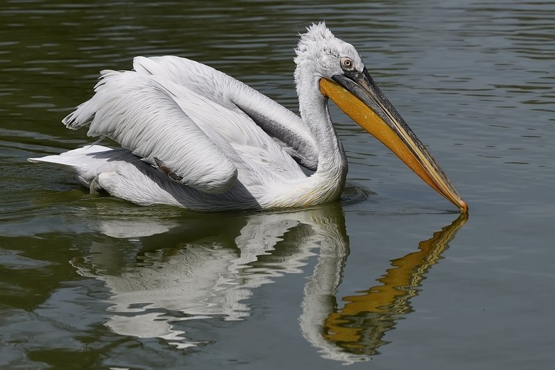 птицы birds Pelecanus onocrotalusphoto preview