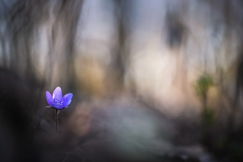 Когда в тебя войдет вдруг тишина фото превью
