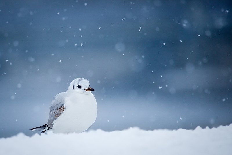 Gull in winter фото превью