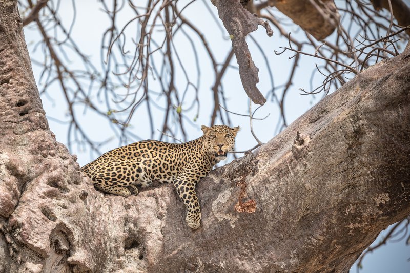 #leopard #animal #ruaha #ruahanationalpark ICUphoto preview