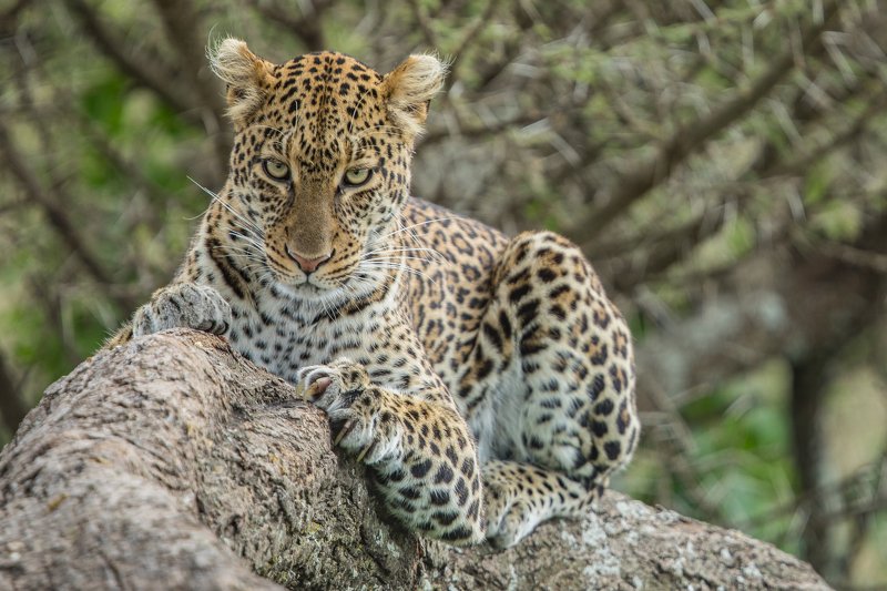 #leopard The Snatcherphoto preview