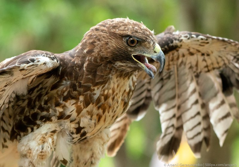 hawk, red, tailed, bird, prey, raptor, predator, red-tailed, wildlife, tail, nature, animal, wild, beak, buteo, eye, outdoors, feather, jamaicensis, wing, hunter, portrait, flying, talons, flight, head, hawks, closeup, brown, wings, america, stare, yellow red-tailed hawk or Buteo jamaicensis close-up portrait. Wildlife photophoto preview