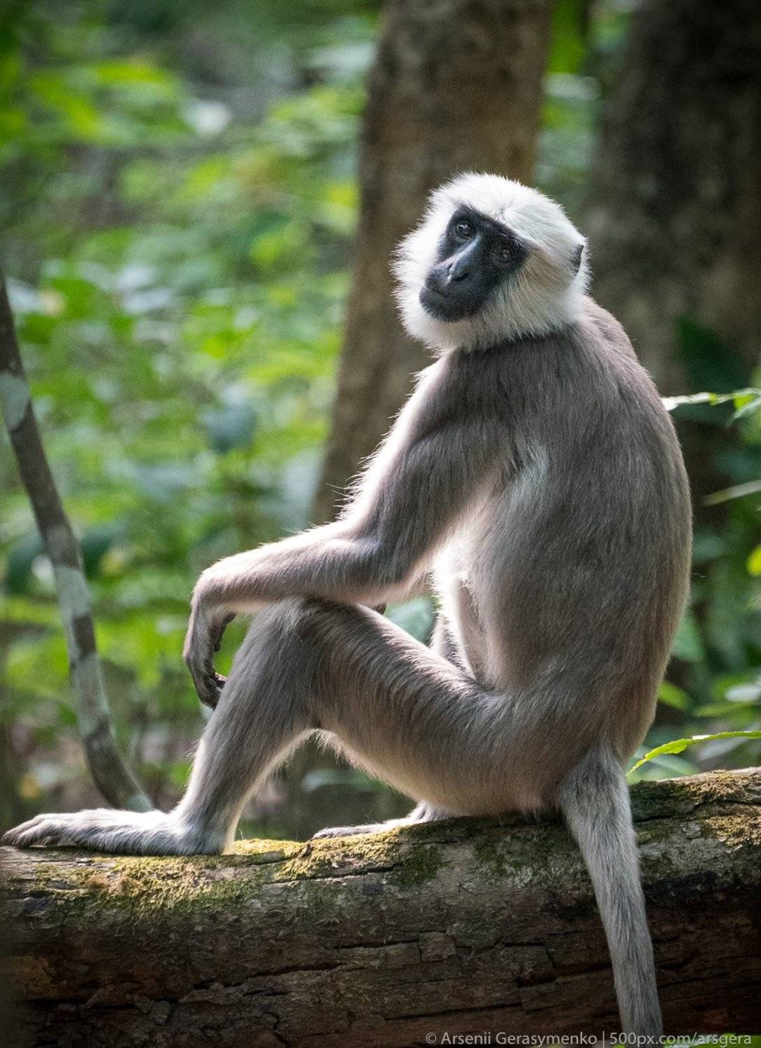 Portrait of a monkey. Автор: Арсений Герасименко portrait, monkey, nepal, chitwan, jungle, wildlife, Арсений Герасименко