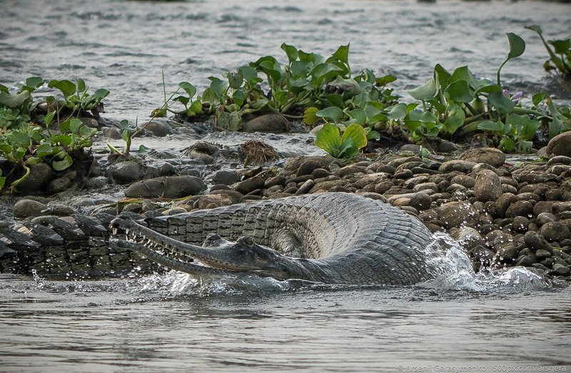 gharial, crocodile, river, indian, endangered, animal, chambal, nature, wildlife, wild, gavial, head, closeup, india, water, natural, green, dangerous, reptile, species, gavialis, gangeticus, tropical, mouth, detail, eye, asia, teeth, sharp, asian, alliga gharial or false gavial close-up portrait in the river. Wildlife animal photo in Asiaphoto preview