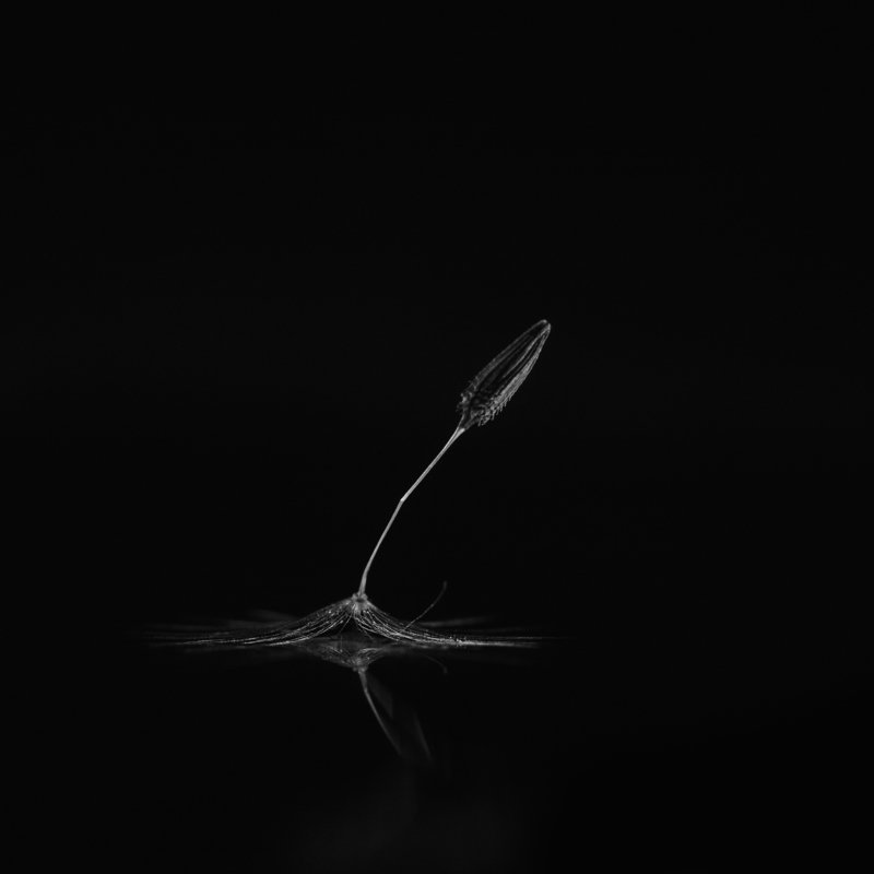 макро, одуванчик, ч/б, macro, dandelion, b/w Разбитыйphoto preview