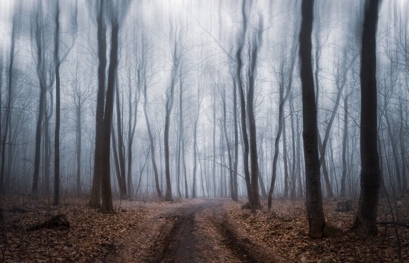 forest fog mist winter trees landscape outdoors road December mistphoto preview