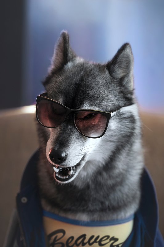 husky, dogs, siberian husky Teen Kumaphoto preview