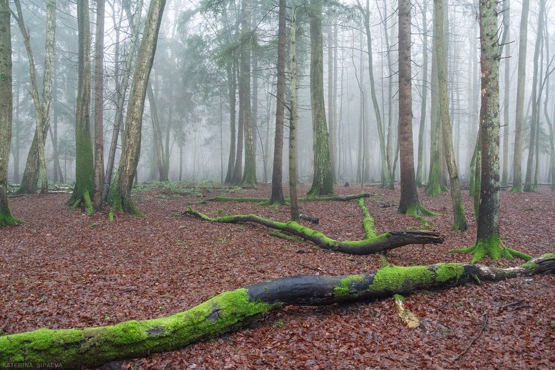 природа, лес, пейзаж, туман Утро туманноеphoto preview