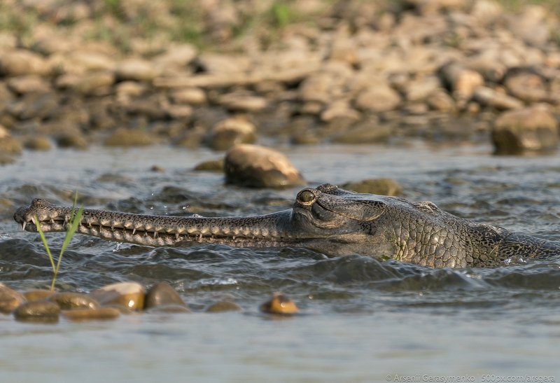 gharial, crocodile, river, indian, endangered, animal, chambal, nature, wildlife, wild, gavial, head, closeup, india, water, natural, green, dangerous, reptile, species, gavialis, gangeticus, tropical, mouth, detail, eye, asia, teeth, sharp, asian, alliga gharial or false gavial close-up portrait in the river. Wildlife animal photo in Asiaphoto preview