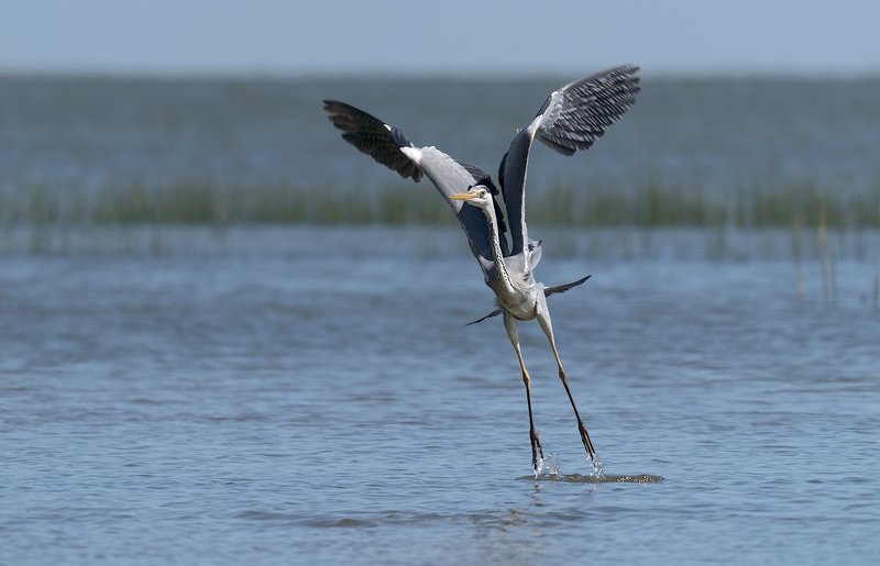 природа, птицы, цапля, взлёт !photo preview