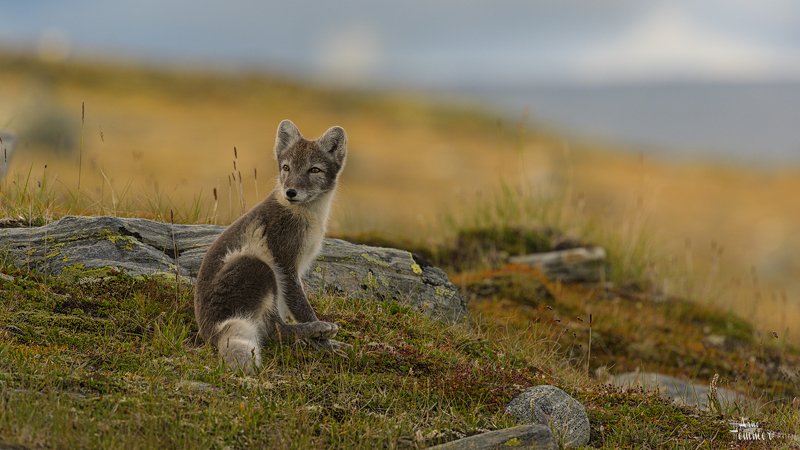 Autumn in Norwayphoto preview