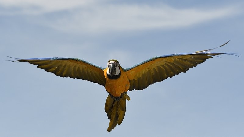 птицы birds Ara araraunaphoto preview