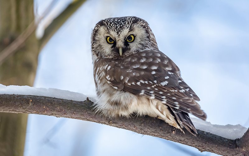 птица, дикая птица, хищная птица, орнитология, дикая природа, фотоохота, , сыч, сыч мохноногий, зима. охота, фотоохота, мышь Сыч мохноногий.photo preview