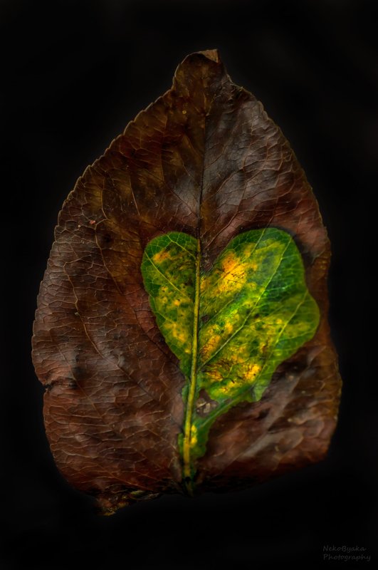 макро, природа, осень, листья, сердце, macro, nature, autumn, leaves, heart, от природы с любовьюphoto preview