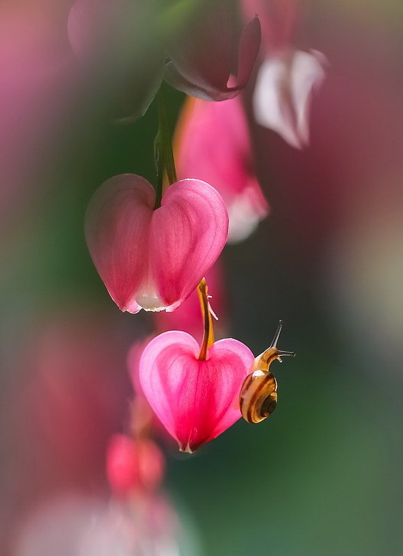 С наступающим Рождествомphoto preview