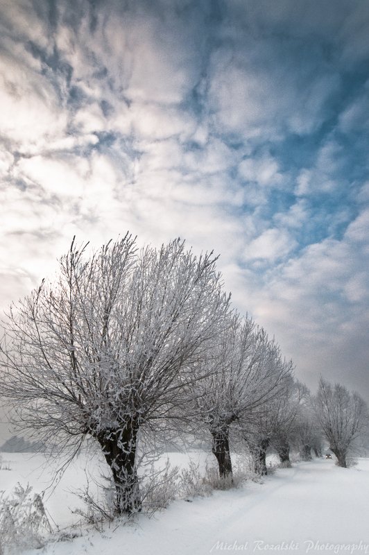 winter, ,season, ,snow, ,willow, ,tree, ,alley, ,car, ,clouds, ,sky, ,white, ,blue Alley of frozen willowsphoto preview