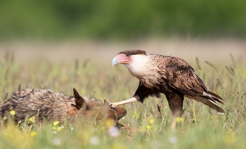 каракара, crested caracara, caracara, tx, texas, хищные птицы Каракара - Crested Caracara. Feeding Timephoto preview