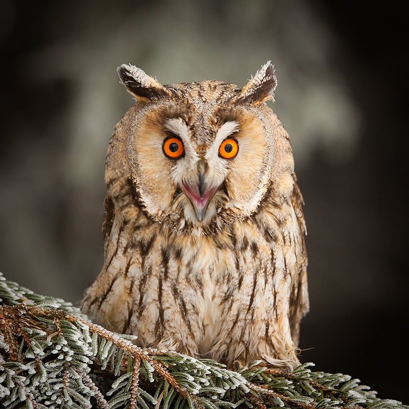 Ушастая соваphoto preview