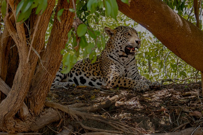 ягуар ЗОРКИЙ ВЗГЛЯДphoto preview