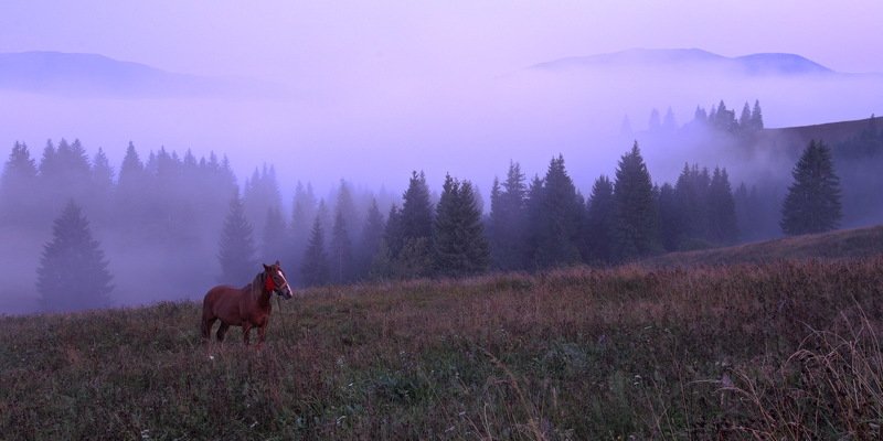 горы, карпаты, лошадь, туман, утро Ёжик в тумане)photo preview