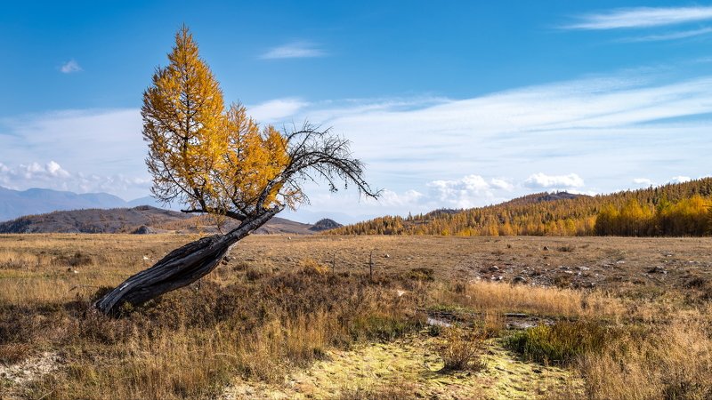 горы, алтай, горный алтай, пейзаж, природа, россия, ник васильев, красота, дерево, лиственница, феникс, курай, курайская степь Курайский Феникс.photo preview