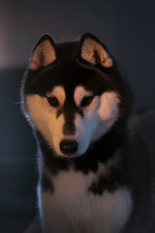 husky, dogs, siberian husky GumGumphoto preview