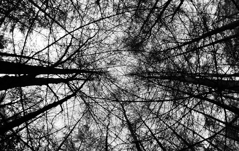 чб, монохром, лес паутинаphoto preview