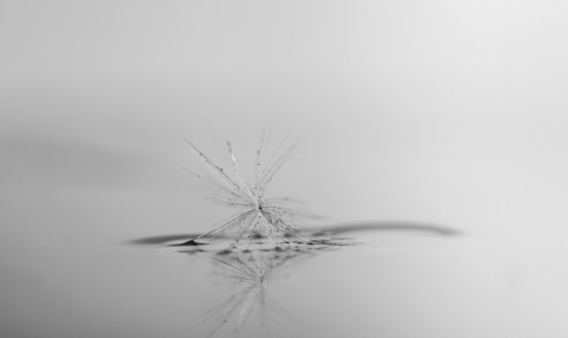макро, одуванчик, ч/б, macro, dandelion, b/w Блестящийphoto preview