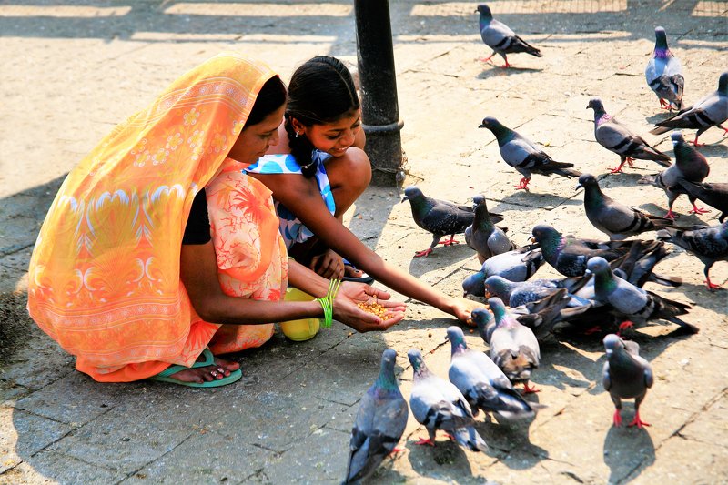 ...голуби... фото превью