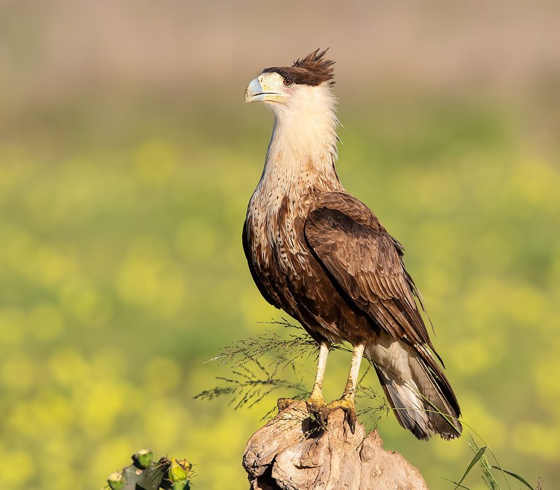 каракара, crested caracara, caracara, tx, texas, хищные птицы Молодая Каракара - Crested Caracaraphoto preview
