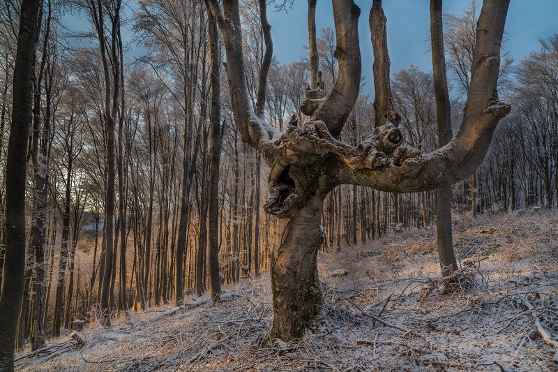 Kрикphoto preview