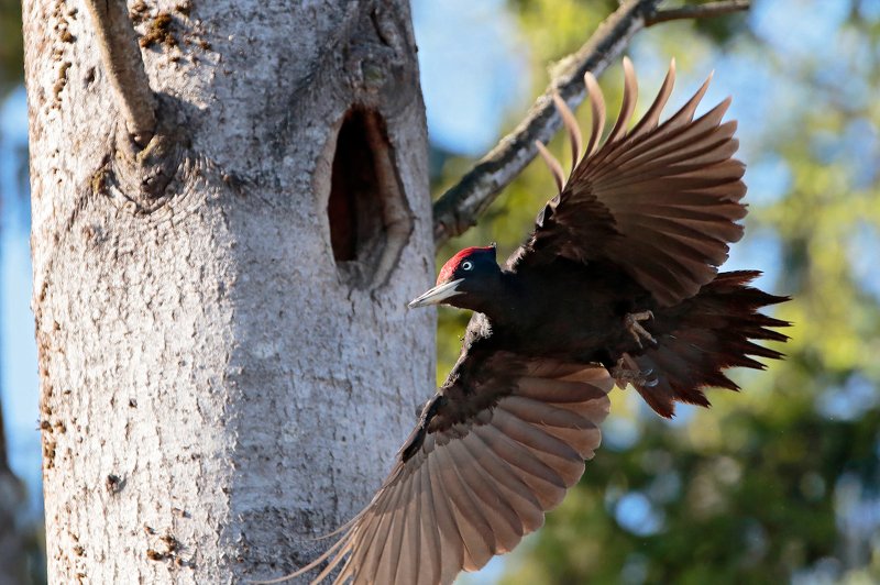 Желнаphoto preview