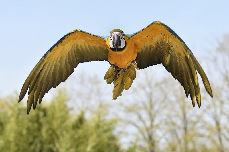 птицы birds Ara araraunaphoto preview