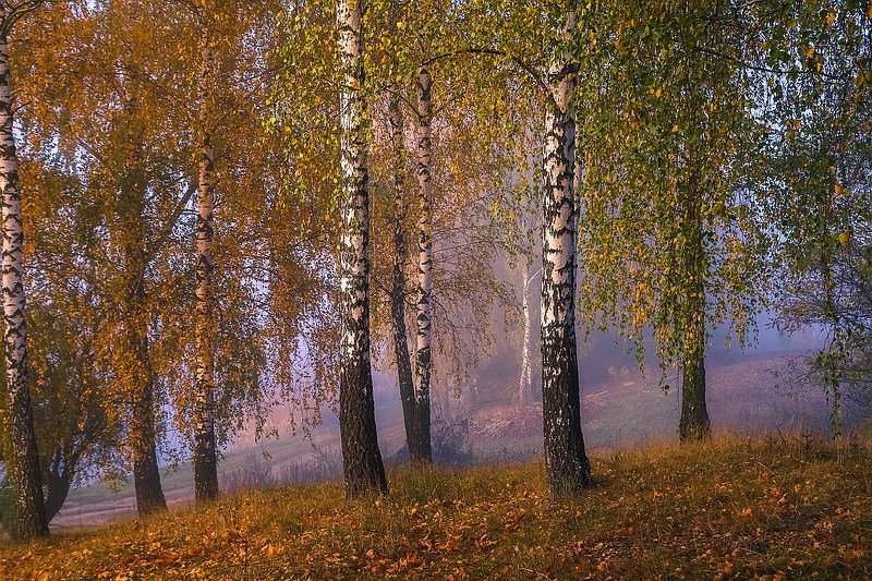 Осень.Утро.photo preview