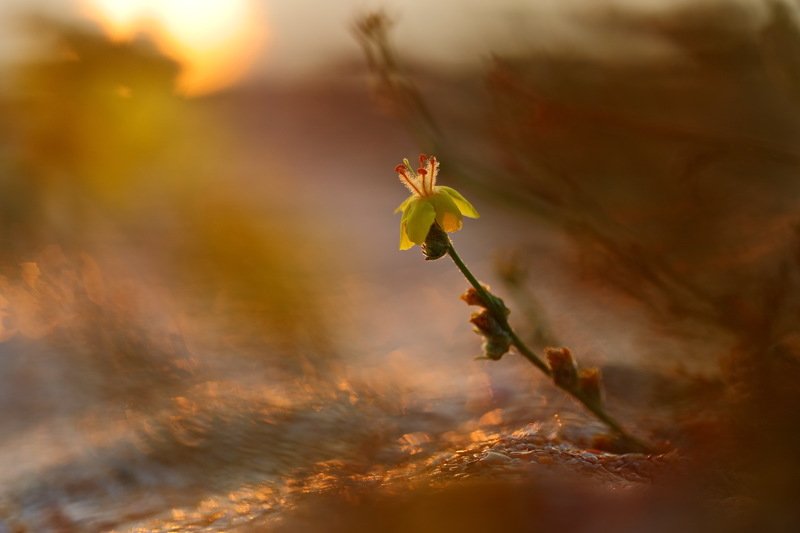 На морском песочкеphoto preview