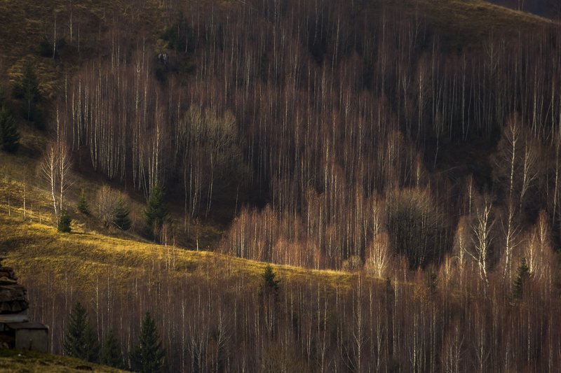 trees landscape photography  treesphoto preview