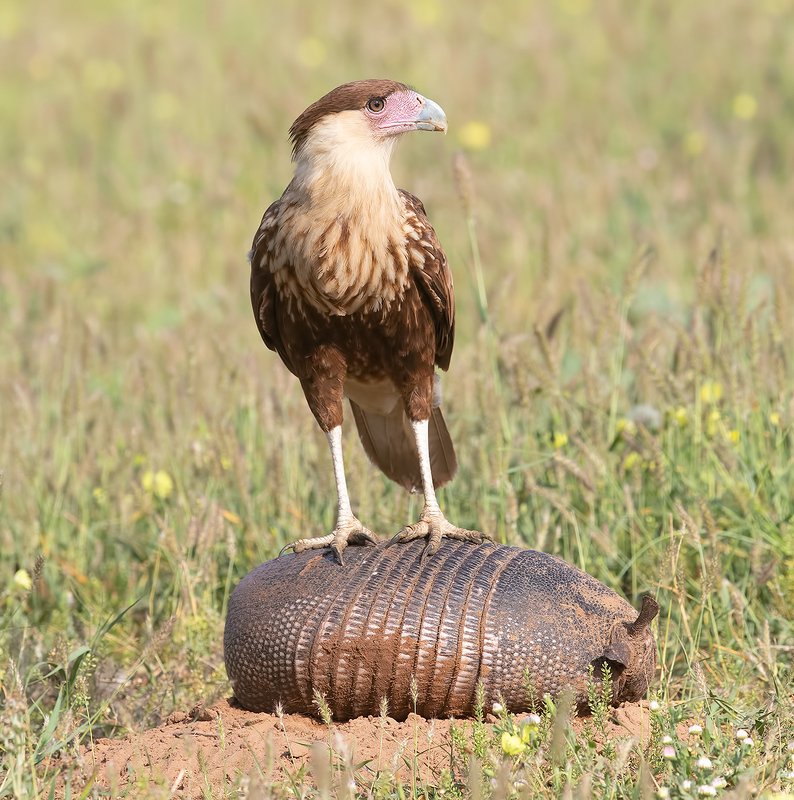 каракара, crested caracara, caracara, tx, texas, хищные птицы Crested Caracara and Armadillophoto preview