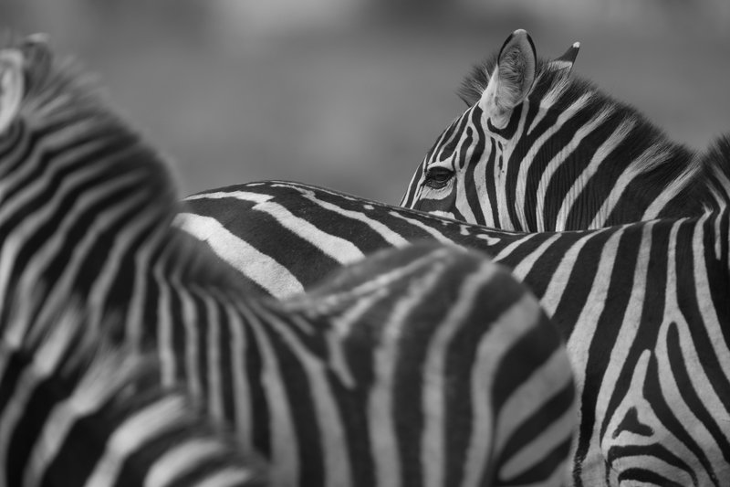 #zebra #animal #ndutu Clean Abstractphoto preview